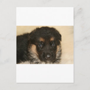 Baby German Shepherd Puppy "Khloe" Postkarte
