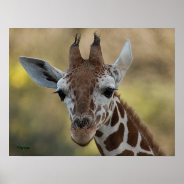 Baby Giraffe 08 Poster (Vorne)