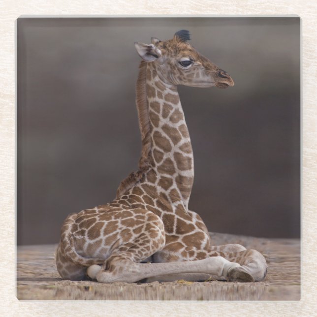 Baby Giraffe Glass Untersetzer (Vorderseite)