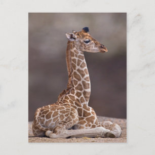 Baby Giraffe Postcard Postkarte
