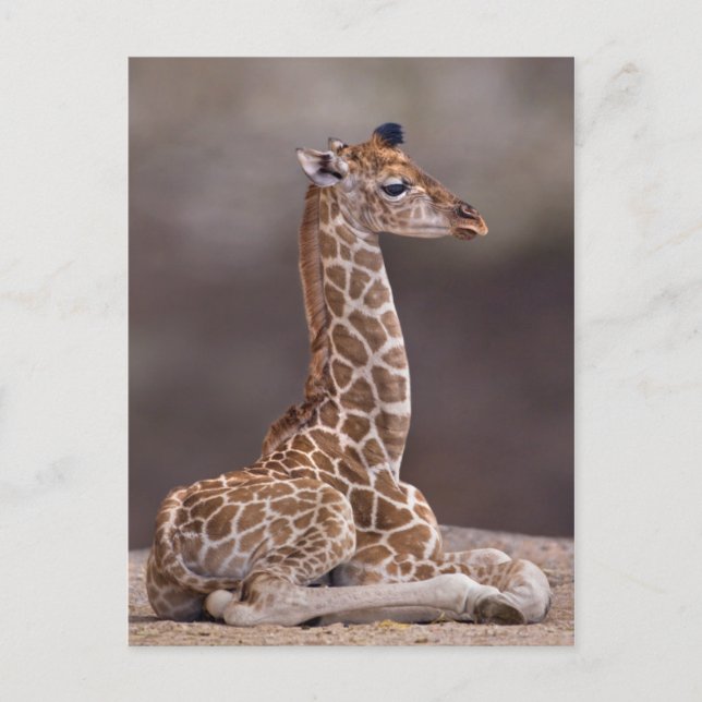 Baby Giraffe Postcard Postkarte (Vorderseite)