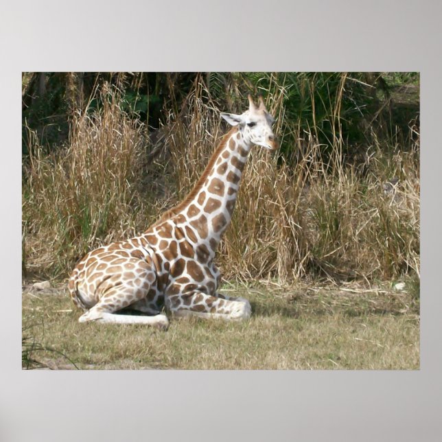 Baby Giraffe Poster (Vorne)