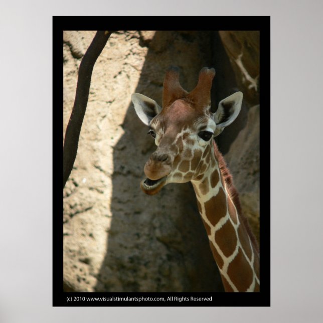 Baby Giraffe Poster Prints (Vorne)