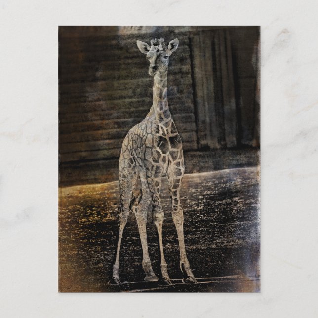 Baby Giraffe Postkarte (Vorderseite)
