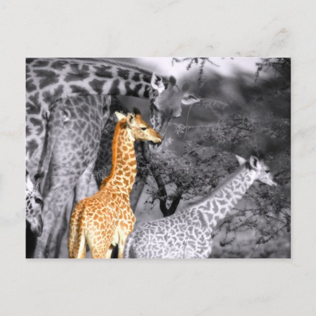 Baby Giraffe Postkarte (Vorderseite)
