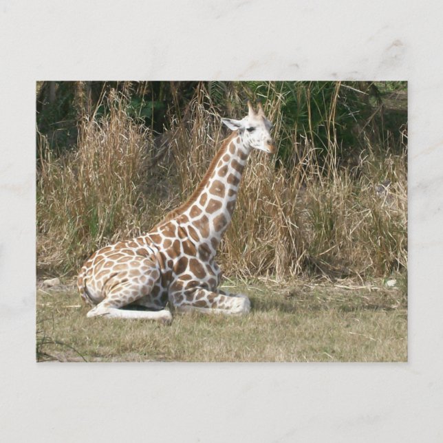 Baby Giraffe Postkarte (Vorderseite)