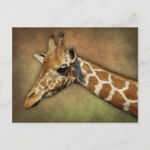Baby Giraffe Postkarte