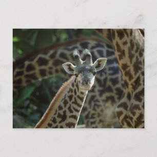 Baby Giraffe Postkarte