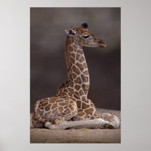 Baby Giraffe Print Poster