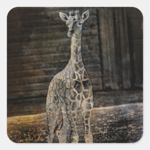 Baby Giraffe Quadratischer Aufkleber