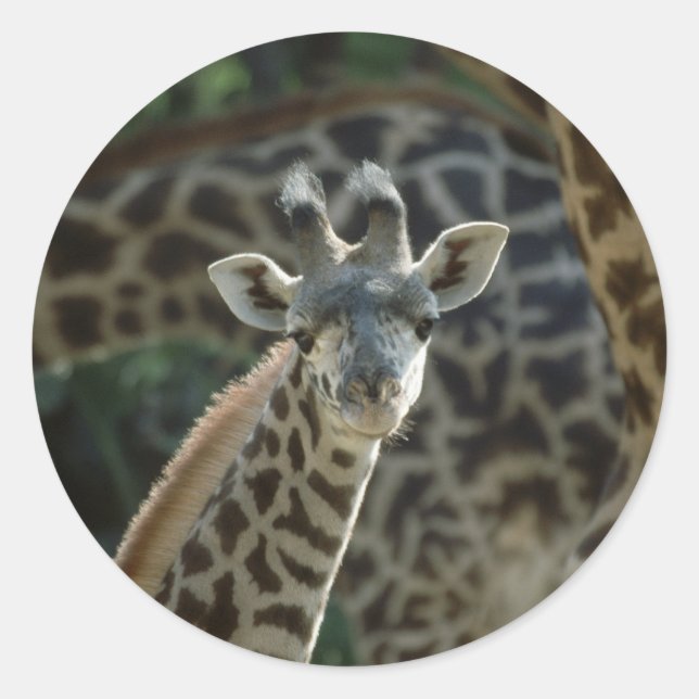 Baby Giraffe Runder Aufkleber (Vorderseite)
