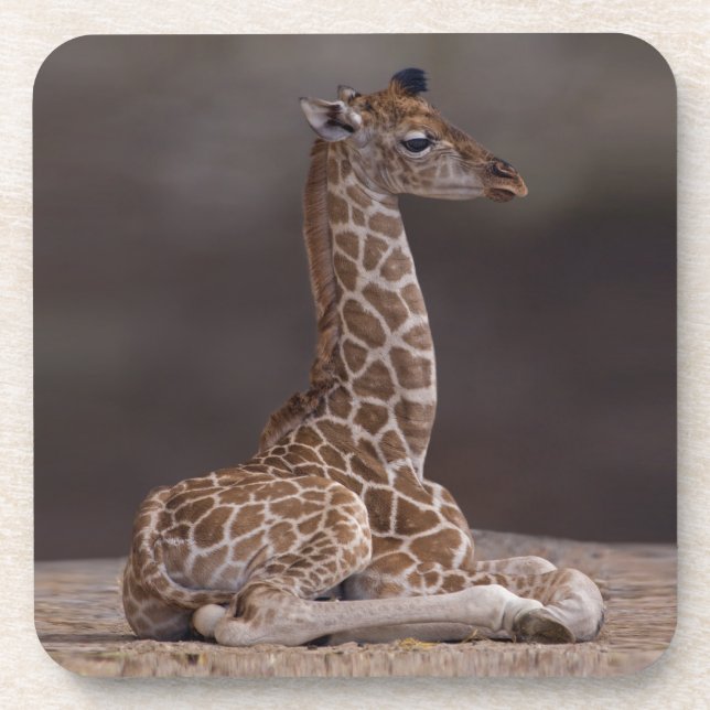 Baby Giraffe Set von 6 Untersetzer (Vorderseite)
