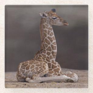 Baby-Giraffen-Glas-Unterlage Glasuntersetzer