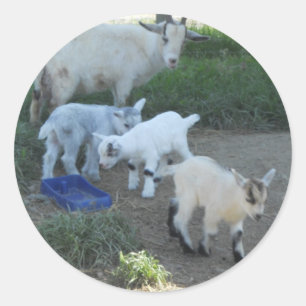 Baby Goat Family Runder Aufkleber