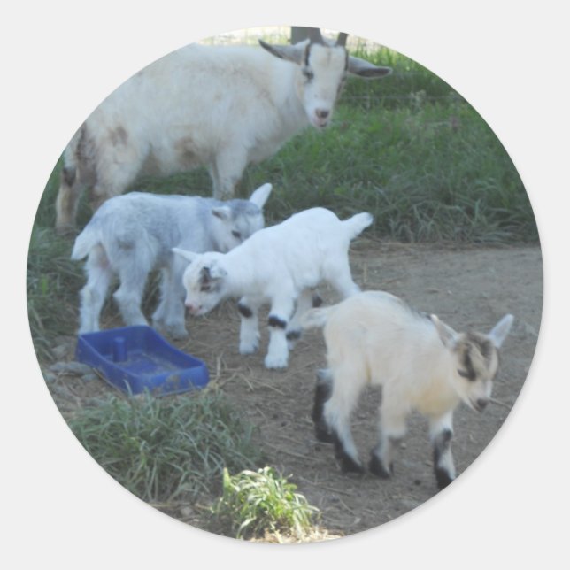 Baby Goat Family Runder Aufkleber (Vorderseite)