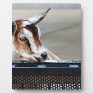 Baby Goat Fotoplatte