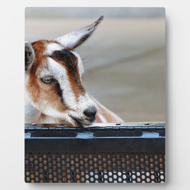Baby Goat Fotoplatte (Vorderseite)