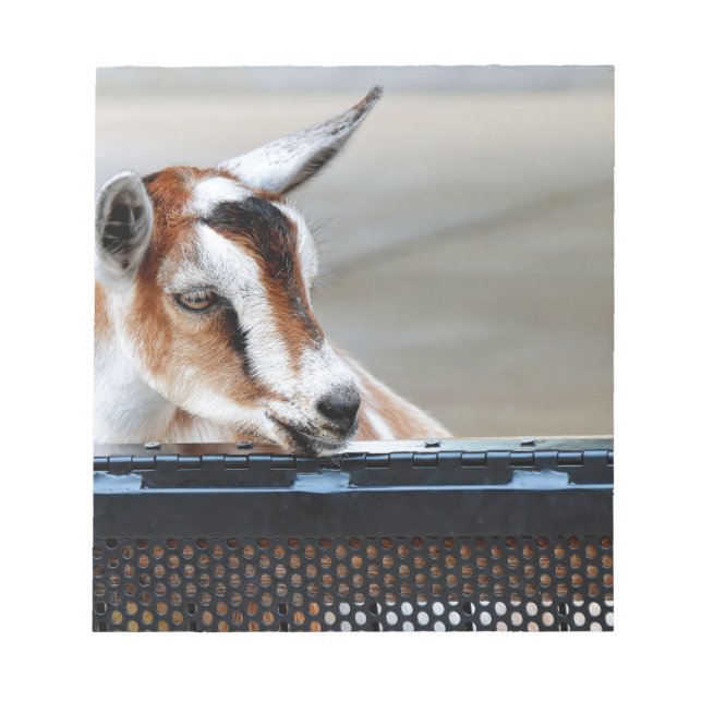Baby Goat Notizblock (Vorderseite)