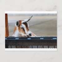 Baby Goat