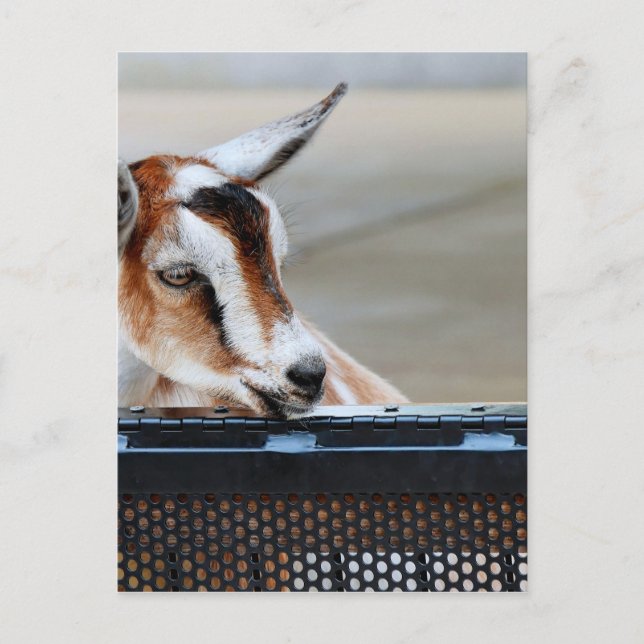 Baby Goat Postkarte (Vorderseite)