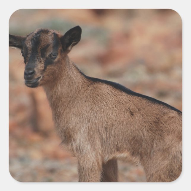 Baby Goat Quadratischer Aufkleber (Vorderseite)