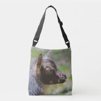Baby Goat