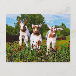 "Baby Goats" Postkarte