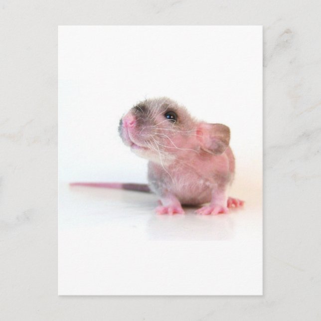 Baby Gobi Rat Postkarte (Vorderseite)