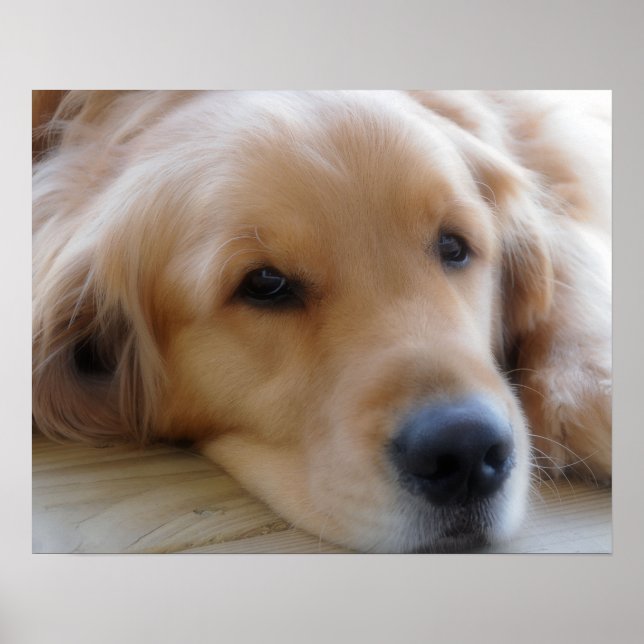 Baby, Golden Retriever Dog Poster (Vorne)
