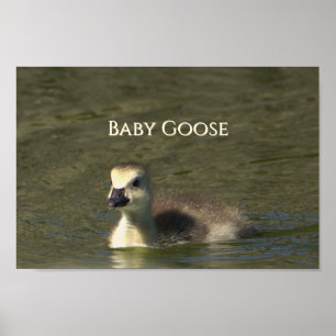 Baby Goose Foto Poster