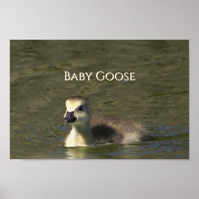Baby Goose Foto Poster (Vorne)