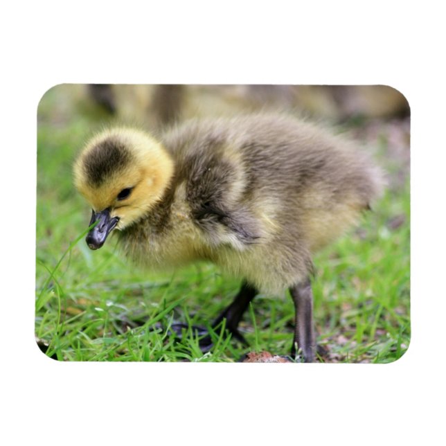 Baby Goose Magnet (Horizontal)