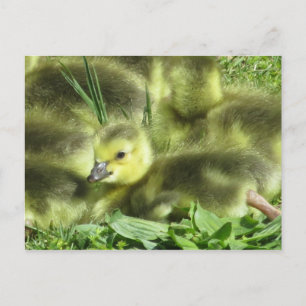 Baby Goose Postkarte