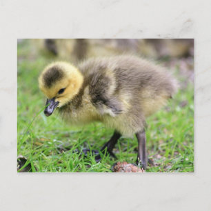 Baby Goose Postkarte