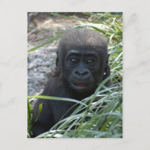 Baby Gorilla 4x6 Postkarte