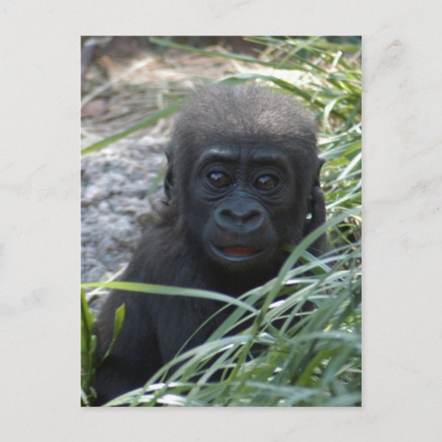 Baby Gorilla 4x6 Postkarte (Vorderseite)