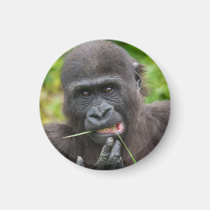 Baby Gorilla Cutness Magnet