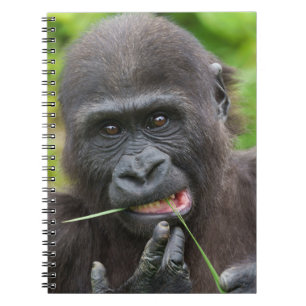 Baby Gorilla Cutness Notizblock