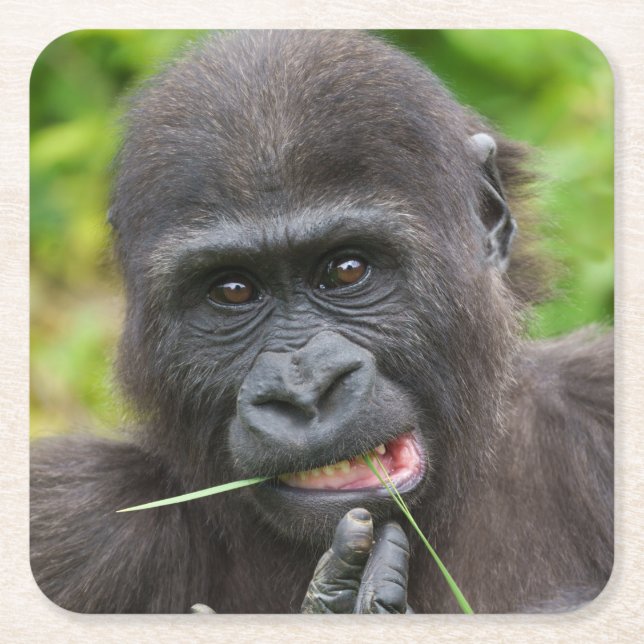 Baby Gorilla Cutness Rechteckiger Pappuntersetzer (Vorderseite)
