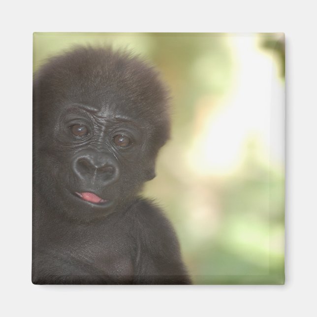 Baby Gorilla Magnet (Vorne)