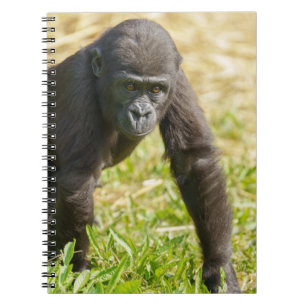 Baby Gorilla Notizblock