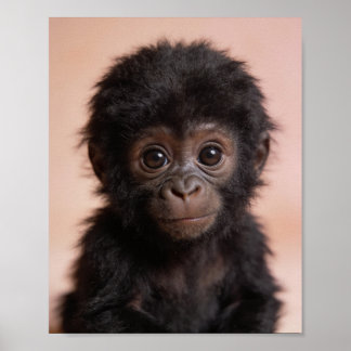 Baby-Gorilla-Porträt Kinderzimmer-Wandkunst Poster