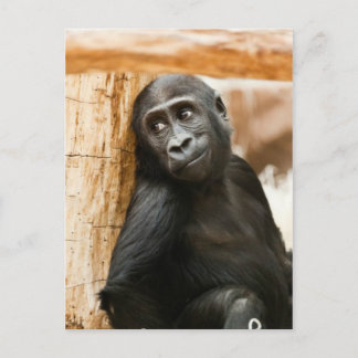 Baby Gorilla Postkarte