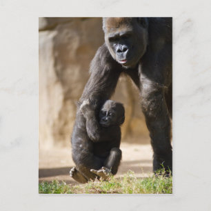 Baby Gorilla Postkarte