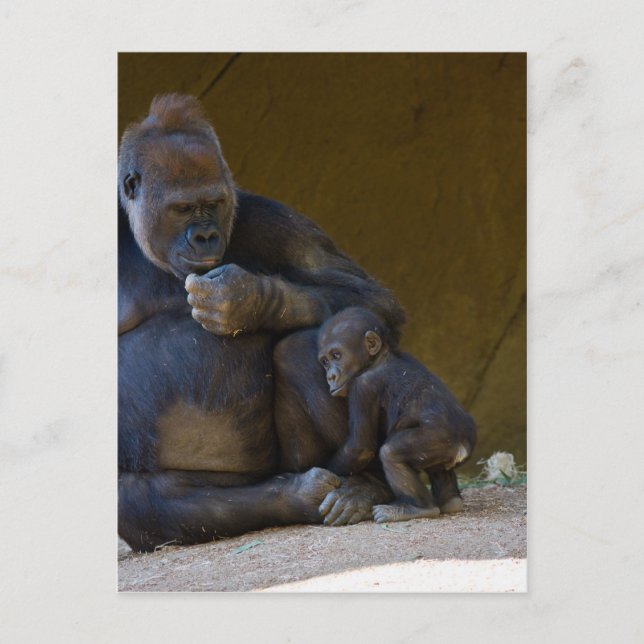Baby Gorilla Postkarte (Vorderseite)