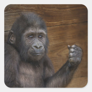 Baby Gorilla Quadratischer Aufkleber