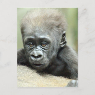 BABY GORILLA RELAXING POSTKARTE