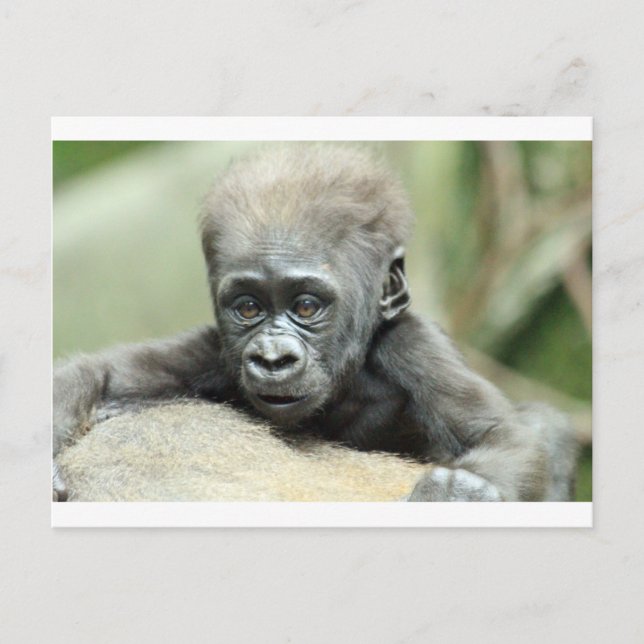 BABY GORILLA RELAXING POSTKARTE (Vorderseite)