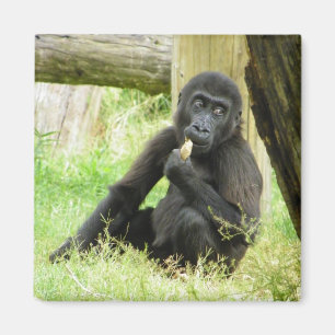 Baby Gorilla Snacking Magnet