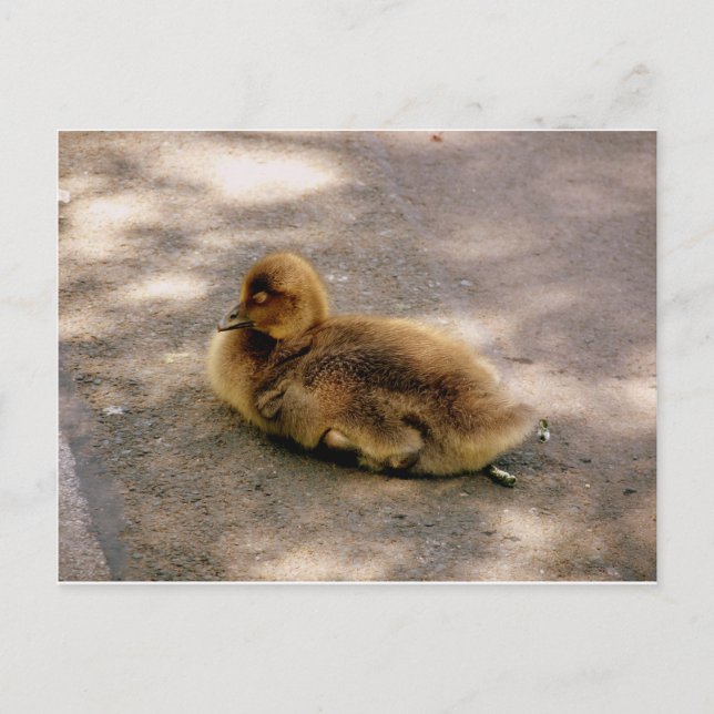 Baby Gosling im Frühjahr Postkarte (Vorderseite)